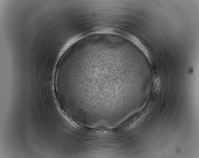 X0000099291002200805090926