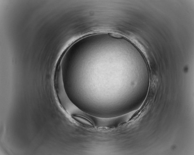 X0000099291005200805090926