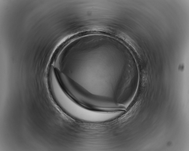 X0000099291024200805090925