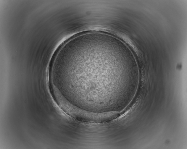 X0000099291032200805090925