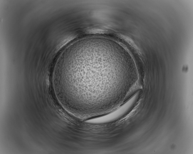 X0000099291209200805090922