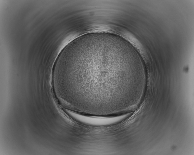 X0000099291234200805090922