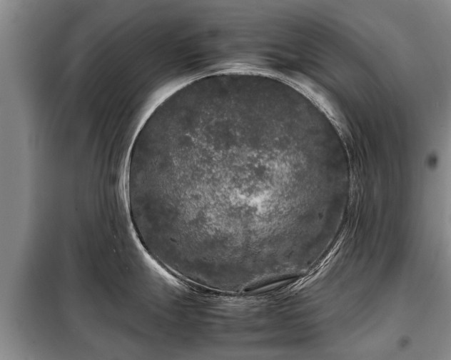 X0000099291247200805090922