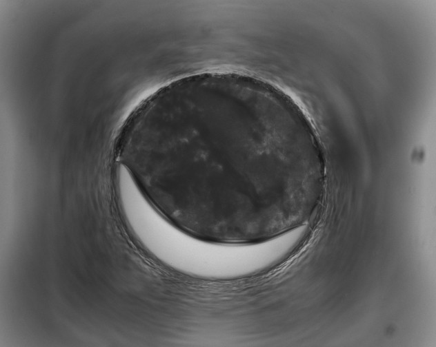 X0000099291263200805090921
