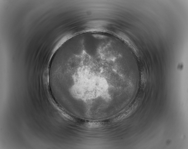 X0000099291274200805090921
