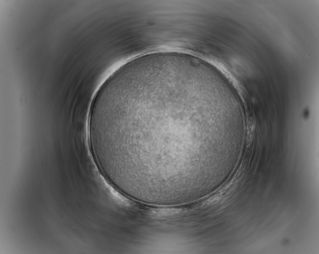 X0000099291294200805090921