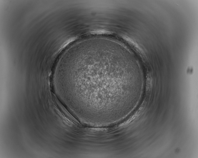 X0000099291305200805090920