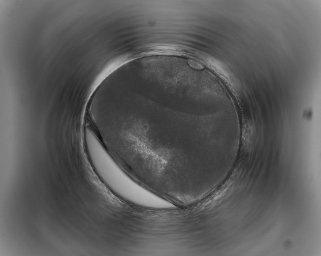 X0000099291378200805090920