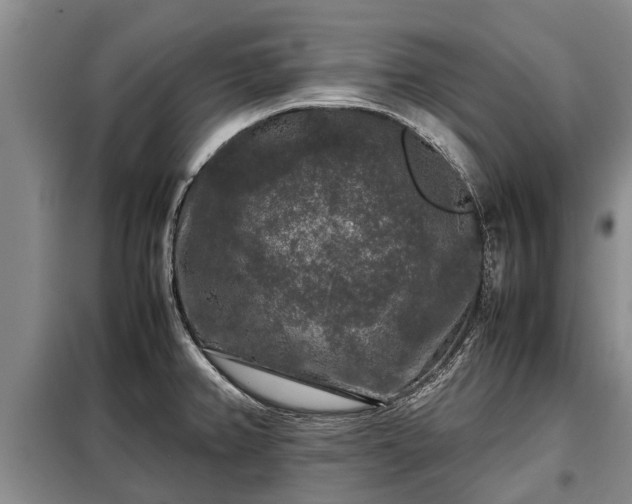 X0000099291382200805090919
