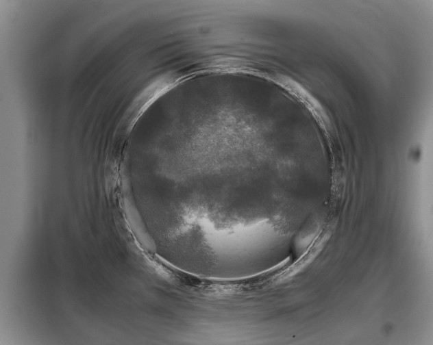 X0000099291385200805090919