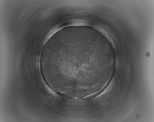 X0000099291417200805090919