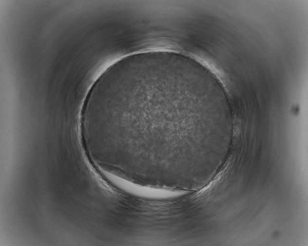 X0000099291423200805090919