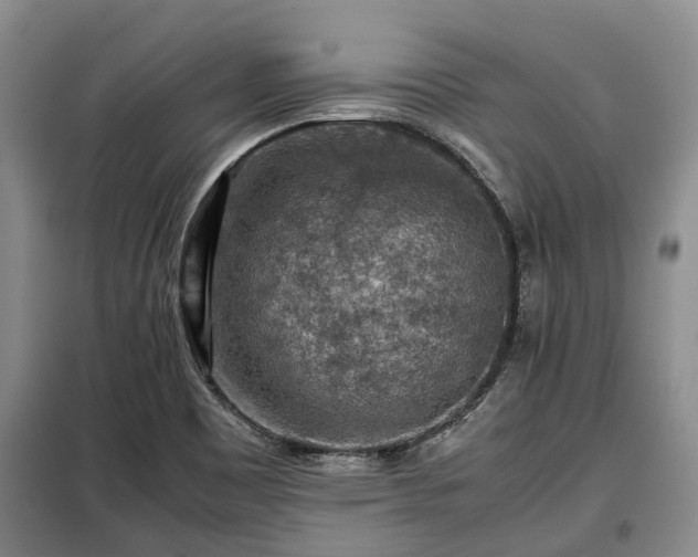 X0000099291465200805090918