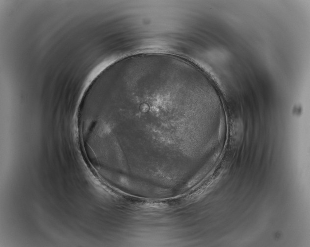 X0000099291466200805090918