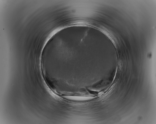 X0000099291482200805090918