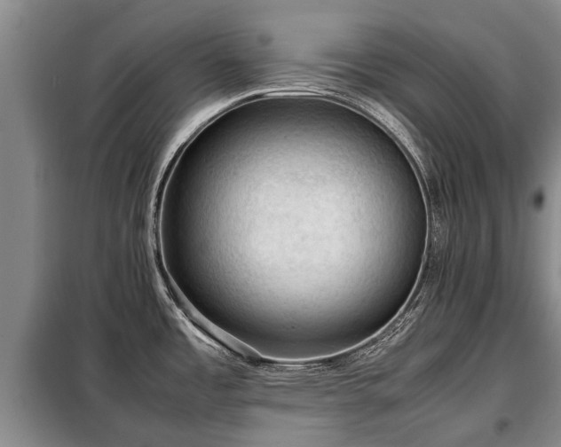 X0000099291485200805090918