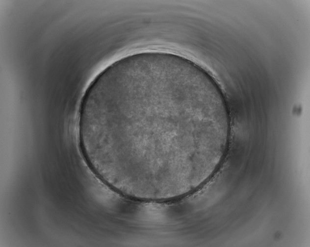X0000099291514200805090918