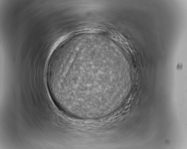 X0000099290003200805161336