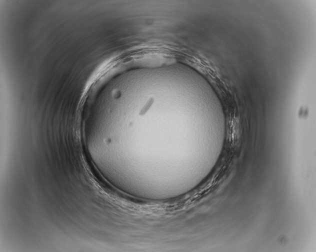 X0000099290004200805161336