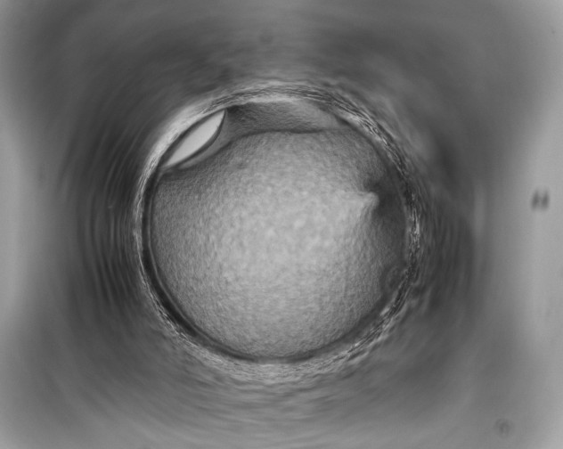 X0000099290006200805161336