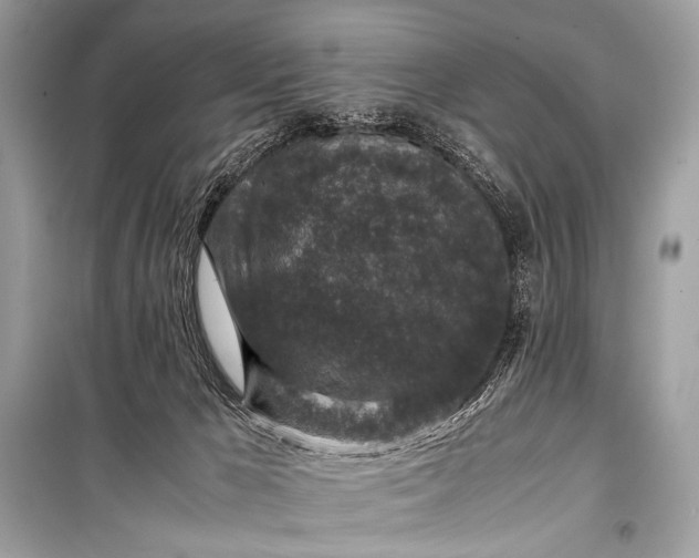 X0000099290029200805161336