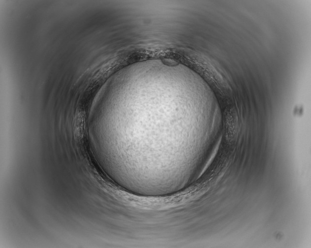 X0000099290034200805161336