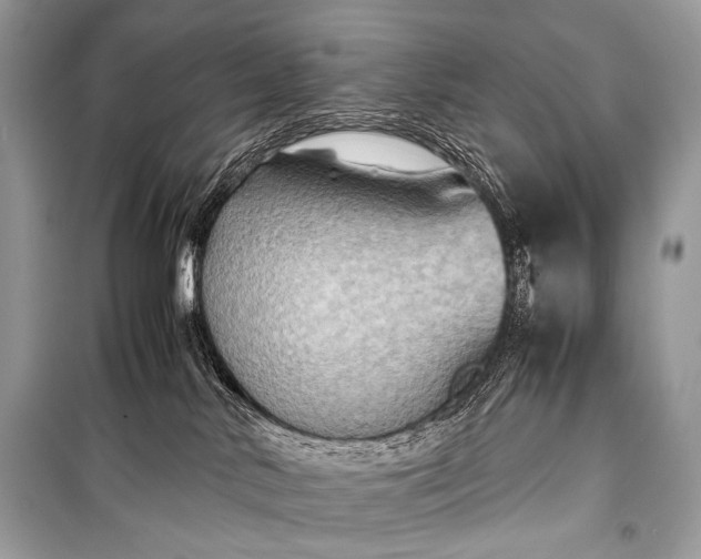 X0000099290042200805161336