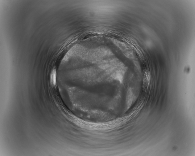 X0000099290046200805161336