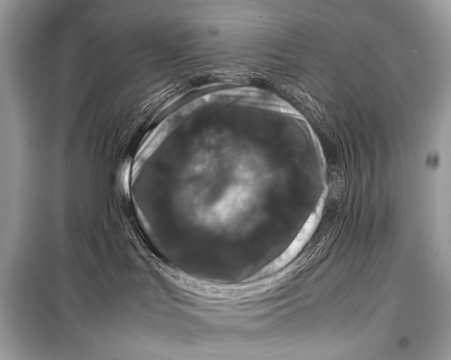 X0000099290047200805161336