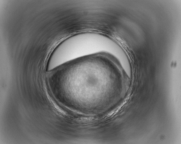 X0000099290049200805161335