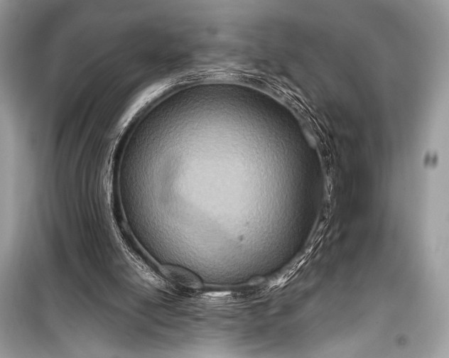 X0000099290054200805161335