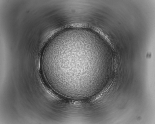 X0000099290062200805161335