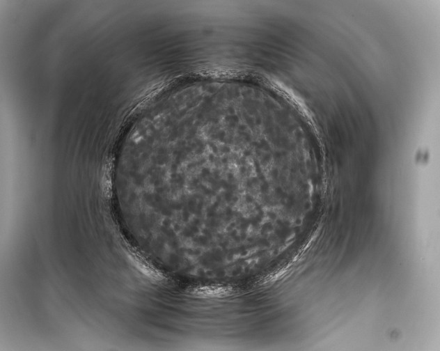 X0000099290065200805161335