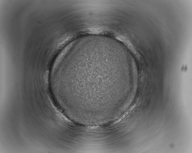 X0000099290066200805161335