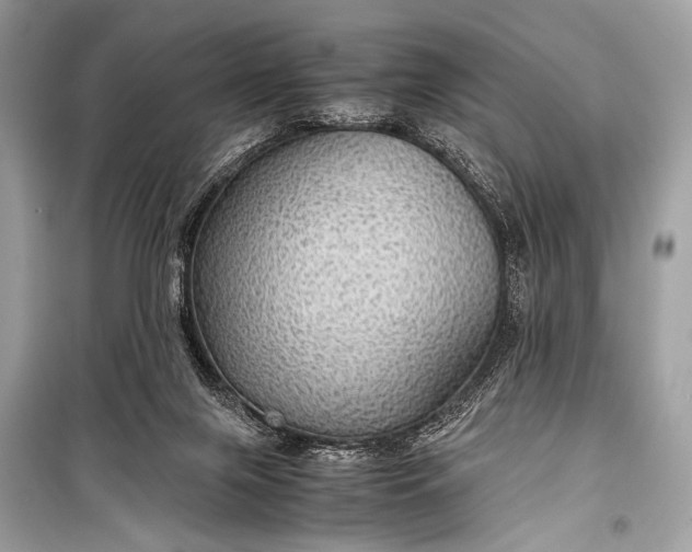 X0000099290071200805161335