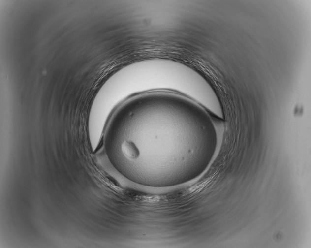 X0000099290096200805161335