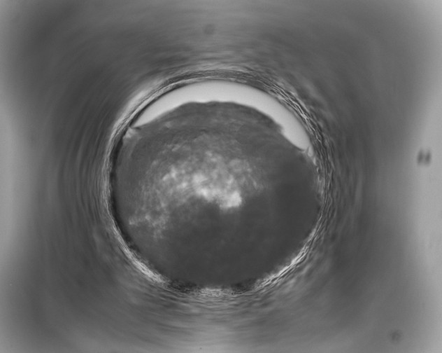 X0000099290101200805161335