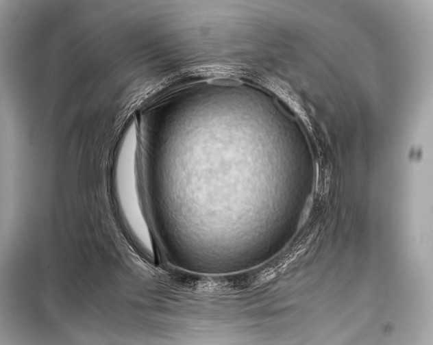 X0000099290109200805161335