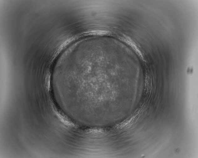 X0000099290110200805161335