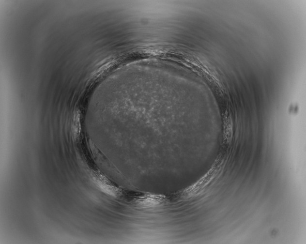 X0000099290128200805161334