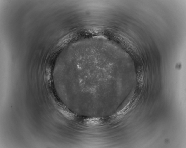 X0000099290132200805161334