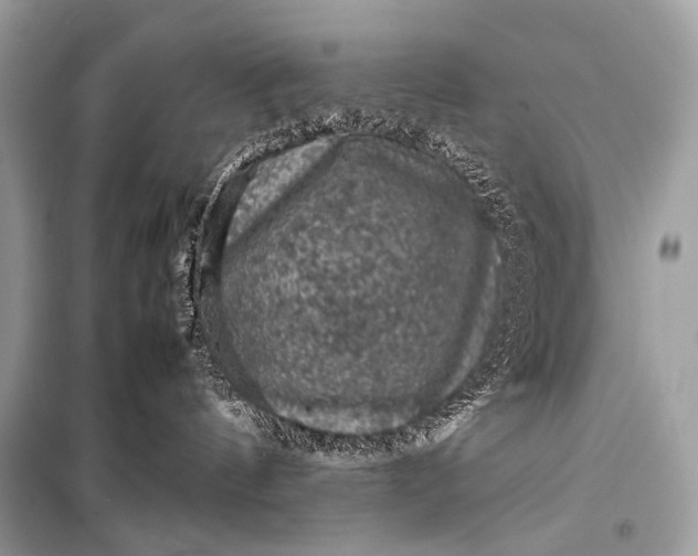 X0000099290144200805161334