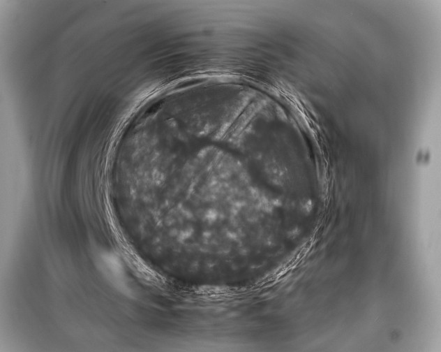 X0000099290145200805161333