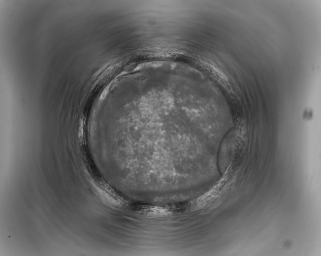 X0000099290166200805161334