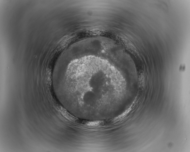 X0000099290178200805161334