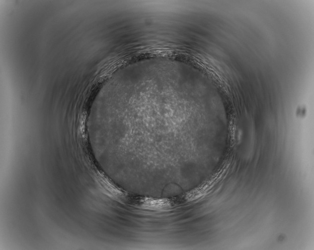 X0000099290185200805161334