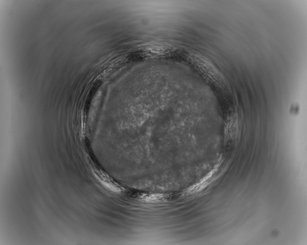 X0000099290186200805161334