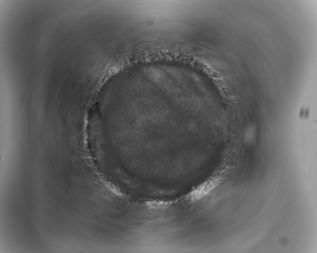 X0000099290192200805161334