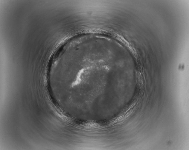 X0000099290203200805161333