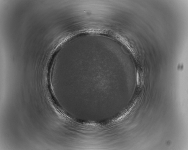 X0000099290205200805161333